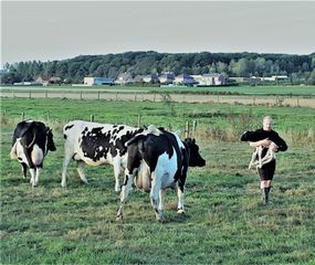 Jeroen en koe en kalf