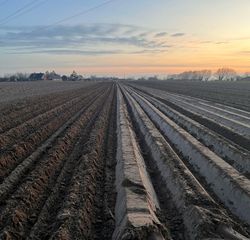 Patatten planten 2025 dermauts