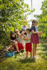 KERSENPLUK HOEVE MATHIEU 100 W VLAAMS 2025 Ateljé D Jan D Hondt 1 G3 A5865