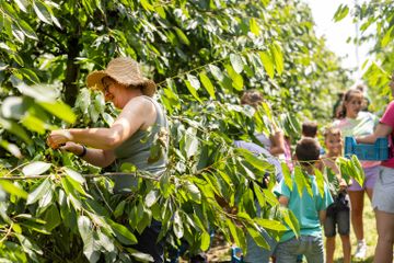 KERSENPLUK HOEVE MATHIEU 100 W VLAAMS 2025 Ateljé D Jan D Hondt 1 G3 A5883