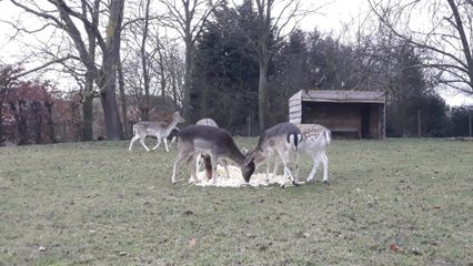 Whats App Image 2021 02 04 at 19 11 16 1