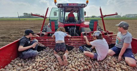 Aardappelen1
