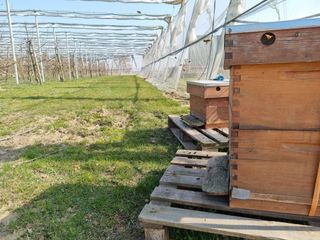 Bijen4