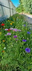 Bloemen2
