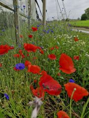 Bloemen4