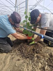 Kiwi aanplant