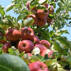 Jonagold_boom_square_lembi_appels