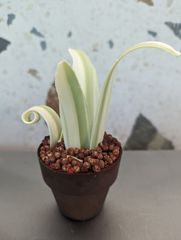 PXL 20240428 141655183