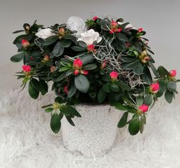 azalea rood pot