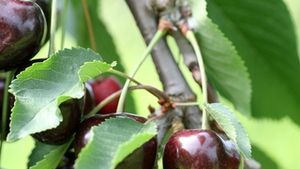 Dreamstime xs 8853246