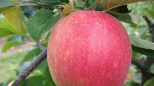 Appels sissired