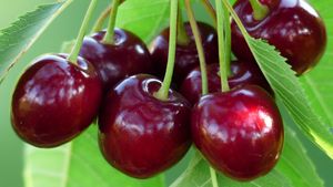 Zachtfruit kersen