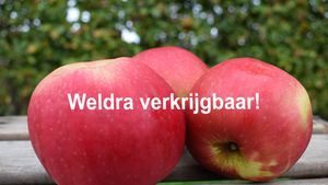 Appels idared WV