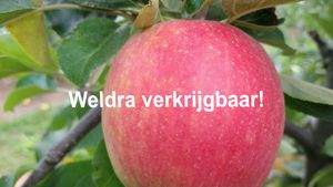 Appels sissired WV