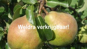 Peren doyenne WV
