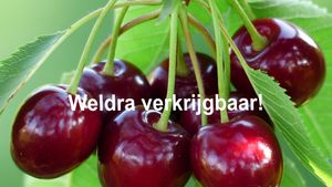 Zachtfruit kersen WV