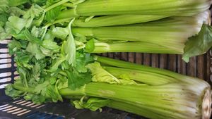 Groene selder