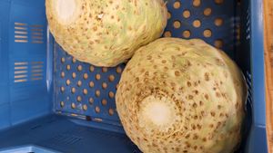 Knolselder