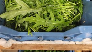 Rucola