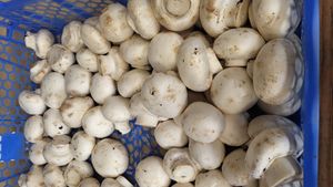 W champignon