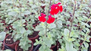 1714751628733759876294449279003