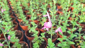 17147517282935518853918408551220