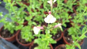 17147518057596897922936329298001