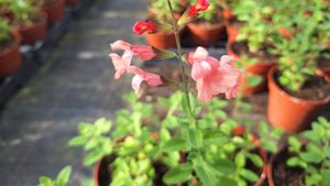 17147519012441734970124638533097