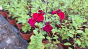 171475197039837142409171945747