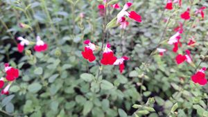 17147521032882734784896247982767