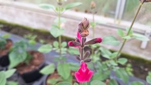 17147522668132201526167716827950