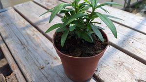 17150818288201780816333664582446