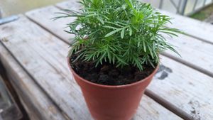 17150829515178125465397415940784