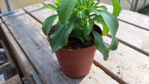 17150830942518902610094647205142