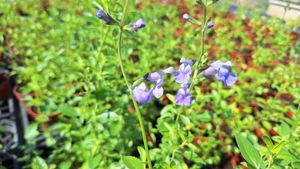 17156015618233199064412433714609