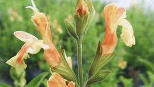 1 Salvia Belle de Loire 649x684