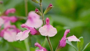 1 Salvia Delice Gold and Wine 845x684