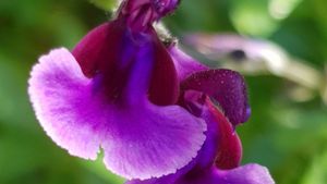 1 Salvia Oriental Dove 845x684