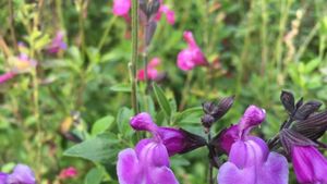 1 Salvia microphylla Carolus 845x684