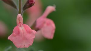 1 Salvia mirophylla Papajan 845x684