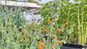 Dropplant Apricot Sprite