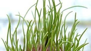 306030 wilde uitjes kraailook