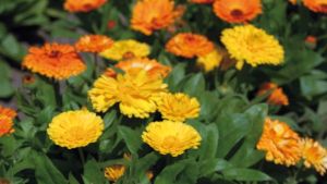 Goudsbloem gitane mix