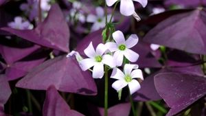 Limoenklaver Oxalis purpurea