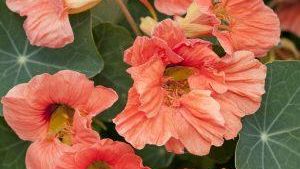 Oost Indische kers salmon baby