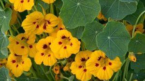 Oost indische kers tip top gold