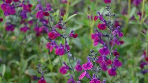 Salvia Violette de Loire 845x684