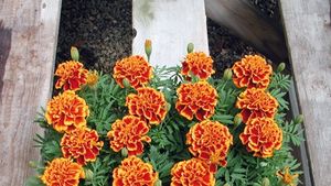 Tagetes King Flame