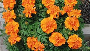 Tagetes King Orange