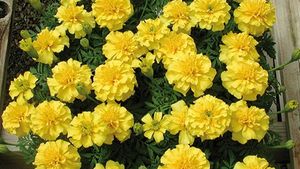 Tagetes King Yellow